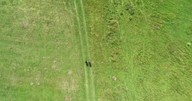 Green Field River hava sahasının üstünden aşağı uçuş. Yeryüzü akciğerleri eşsiz doğal manzara. Bahar meditasyonu manzarası. Güzel destansı soyut yüzey. Ekosistem rezervi. Yaz. Yüksek kalite 4k