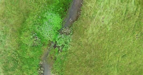 Flug Von Oben Nach Unten Über Der Grünen Flussantenne Planet — Stockvideo