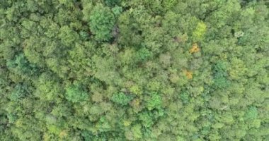 Green Field River hava sahasının üstünden aşağı uçuş. Yeryüzü akciğerleri eşsiz doğal manzara. Bahar meditasyonu manzarası. Güzel destansı soyut yüzey. Ekosistem rezervi. Yaz. Yüksek kalite 4k