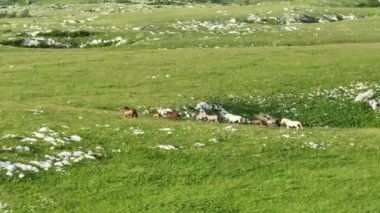 Vahşi Doğada Dörtnala Koşan Vahşi Atlar Sürüsünün Üzerindeki Destansı Hava Altın Saat Atlı Çiftleşme Ekolojik Keşif Gücü ve Dayanıklılık Konsepti 4K. Merhaba Kaliteli hisse