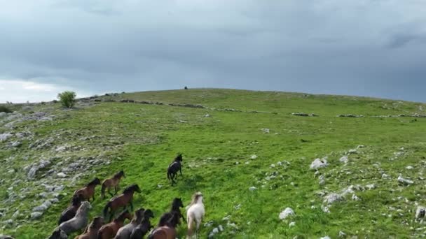 Epic Aerial Large Herd Wild Horses Running Galloping Wild Nature – Stock-video