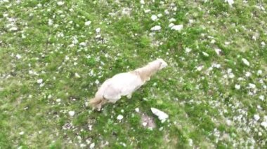 Vahşi Doğada Dörtnala Koşan Vahşi Atlar Sürüsünün Üzerindeki Destansı Hava Altın Saat Atlı Çiftleşme Ekolojik Keşif Gücü ve Dayanıklılık Konsepti 4K. Merhaba Kaliteli hisse
