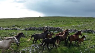 Vahşi Doğada Dörtnala Koşan Vahşi Atlar Sürüsünün Üzerindeki Destansı Hava Altın Saat Atlı Çiftleşme Ekolojik Keşif Gücü ve Dayanıklılık Konsepti 4K. Merhaba Kaliteli hisse