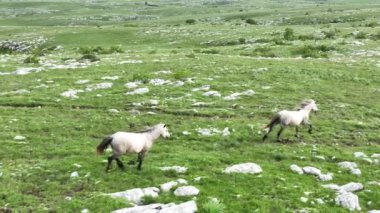 Vahşi Doğada Dörtnala Koşan Vahşi Atlar Sürüsünün Üzerindeki Destansı Hava Altın Saat Atlı Çiftleşme Ekolojik Keşif Gücü ve Dayanıklılık Konsepti 4K. Merhaba Kaliteli hisse