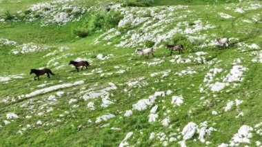 Vahşi Doğada Dörtnala Koşan Vahşi Atlar Sürüsünün Üzerindeki Destansı Hava Altın Saat Atlı Çiftleşme Ekolojik Keşif Gücü ve Dayanıklılık Konsepti 4K. Merhaba Kaliteli hisse