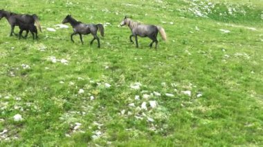 Vahşi Doğada Dörtnala Koşan Vahşi Atlar Sürüsünün Üzerindeki Destansı Hava Altın Saat Atlı Çiftleşme Ekolojik Keşif Gücü ve Dayanıklılık Konsepti 4K. Merhaba Kaliteli hisse