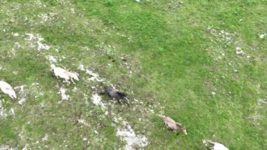 Vahşi Doğada Dörtnala Koşan Vahşi Atlar Sürüsünün Üzerindeki Destansı Hava Altın Saat Atlı Çiftleşme Ekolojik Keşif Gücü ve Dayanıklılık Konsepti 4K. Merhaba Kaliteli hisse