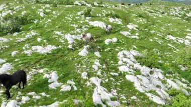 Vahşi Doğada Dörtnala Koşan Vahşi Atlar Sürüsünün Üzerindeki Destansı Hava Altın Saat Atlı Çiftleşme Ekolojik Keşif Gücü ve Dayanıklılık Konsepti 4K. Merhaba Kaliteli hisse