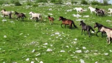 Vahşi Doğada Dörtnala Koşan Vahşi Atlar Sürüsünün Üzerindeki Destansı Hava Altın Saat Atlı Çiftleşme Ekolojik Keşif Gücü ve Dayanıklılık Konsepti 4K. Merhaba Kaliteli hisse