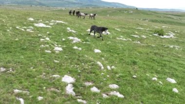 Vahşi Doğada Dörtnala Koşan Vahşi Atlar Sürüsünün Üzerindeki Destansı Hava Altın Saat Atlı Çiftleşme Ekolojik Keşif Gücü ve Dayanıklılık Konsepti 4K. Merhaba Kaliteli hisse