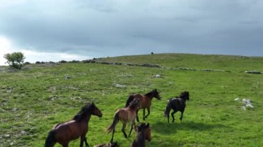 Vahşi Doğada Dörtnala Koşan Vahşi Atlar Sürüsünün Üzerindeki Destansı Hava Altın Saat Atlı Çiftleşme Ekolojik Keşif Gücü ve Dayanıklılık Konsepti 4K. Merhaba Kaliteli hisse