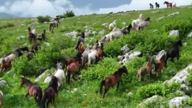 Vahşi Doğada Dörtnala Koşan Vahşi Atlar Sürüsünün Üzerindeki Destansı Hava Altın Saat Atlı Çiftleşme Ekolojik Keşif Gücü ve Dayanıklılık Konsepti 4K. Merhaba Kaliteli hisse