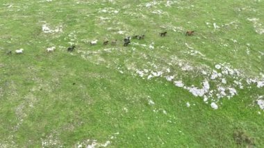 Vahşi Doğada Dörtnala Koşan Vahşi Atlar Sürüsünün Üzerindeki Destansı Hava Altın Saat Atlı Çiftleşme Ekolojik Keşif Gücü ve Dayanıklılık Konsepti 4K. Merhaba Kaliteli hisse