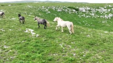 Vahşi Doğada Dörtnala Koşan Vahşi Atlar Sürüsünün Üzerindeki Destansı Hava Altın Saat Atlı Çiftleşme Ekolojik Keşif Gücü ve Dayanıklılık Konsepti 4K. Merhaba Kaliteli hisse