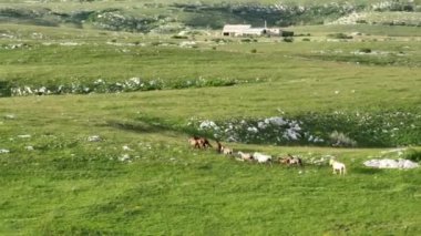 Vahşi Doğada Dörtnala Koşan Vahşi Atlar Sürüsünün Üzerindeki Destansı Hava Altın Saat Atlı Çiftleşme Ekolojik Keşif Gücü ve Dayanıklılık Konsepti 4K. Merhaba Kaliteli hisse