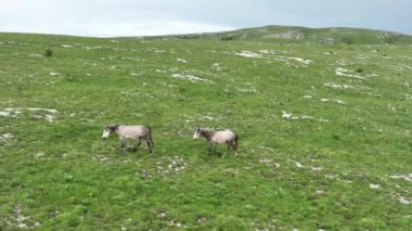 Vahşi Doğada Dörtnala Koşan Vahşi Atlar Sürüsünün Üzerindeki Destansı Hava Altın Saat Atlı Çiftleşme Ekolojik Keşif Gücü ve Dayanıklılık Konsepti 4K. Merhaba Kaliteli hisse