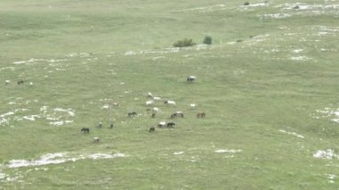 Vahşi Doğada Dörtnala Koşan Vahşi Atlar Sürüsünün Üzerindeki Destansı Hava Altın Saat Atlı Çiftleşme Ekolojik Keşif Gücü ve Dayanıklılık Konsepti 4K. Merhaba Kaliteli hisse