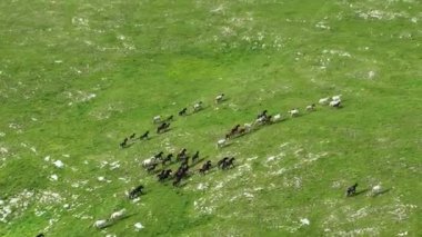 Vahşi Doğada Dörtnala Koşan Vahşi Atlar Sürüsünün Üzerindeki Destansı Hava Altın Saat Atlı Çiftleşme Ekolojik Keşif Gücü ve Dayanıklılık Konsepti 4K. Merhaba Kaliteli hisse