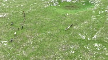 Vahşi Doğada Dörtnala Koşan Vahşi Atlar Sürüsünün Üzerindeki Destansı Hava Altın Saat Atlı Çiftleşme Ekolojik Keşif Gücü ve Dayanıklılık Konsepti 4K. Merhaba Kaliteli hisse