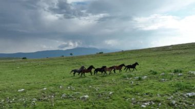 Vahşi Doğada Dörtnala Koşan Vahşi Atlar Sürüsünün Üzerindeki Destansı Hava Altın Saat Atlı Çiftleşme Ekolojik Keşif Gücü ve Dayanıklılık Konsepti 4K. Merhaba Kaliteli hisse