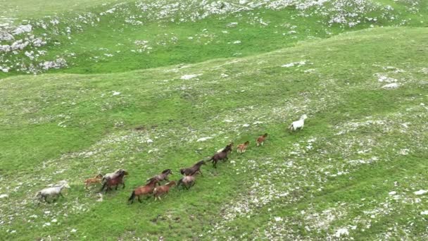 Epic Aerial Large Herd Wild Horses Running Galloping Wild Nature — Stock Video