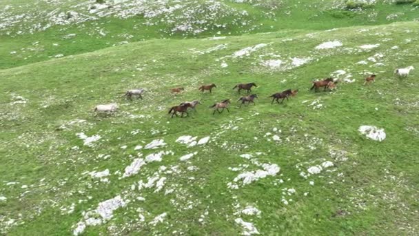Vahşi Doğada Dörtnala Koşan Vahşi Atlar Sürüsünün Üzerindeki Destansı Hava — Stok video