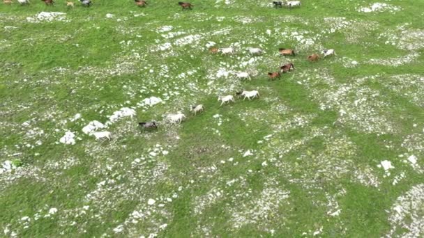 野马群在野外疾驰的史诗般的空中飞奔通过草原黄金时段马的繁殖生态探索能力和持久的概念4K慢动作 高质库存 — 图库视频影像