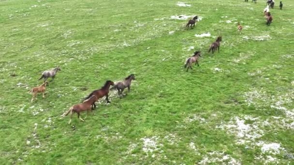 Epic Aerial Large Herd Wild Horses Running Galloping Wild Nature — стокове відео