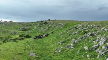 Vahşi Doğada Dörtnala Koşan Vahşi Atlar Sürüsünün Üzerindeki Destansı Hava Altın Saat Atlı Çiftleşme Ekolojik Keşif Gücü ve Dayanıklılık Konsepti 4K. Merhaba Kaliteli hisse