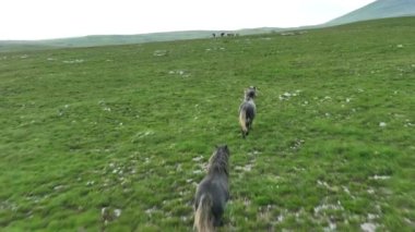 Vahşi Doğada Dörtnala Koşan Vahşi Atlar Sürüsünün Üzerindeki Destansı Hava Altın Saat Atlı Çiftleşme Ekolojik Keşif Gücü ve Dayanıklılık Konsepti 4K. Merhaba Kaliteli hisse