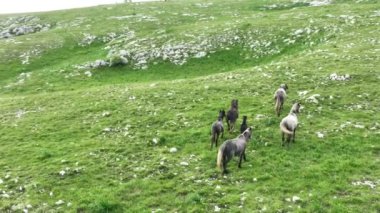Vahşi Doğada Dörtnala Koşan Vahşi Atlar Sürüsünün Üzerindeki Destansı Hava Altın Saat Atlı Çiftleşme Ekolojik Keşif Gücü ve Dayanıklılık Konsepti 4K. Merhaba Kaliteli hisse
