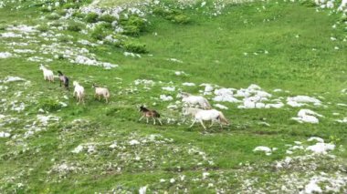Vahşi Doğada Dörtnala Koşan Vahşi Atlar Sürüsünün Üzerindeki Destansı Hava Altın Saat Atlı Çiftleşme Ekolojik Keşif Gücü ve Dayanıklılık Konsepti 4K. Merhaba Kaliteli hisse