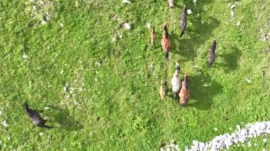 Vahşi Doğada Dörtnala Koşan Vahşi Atlar Sürüsünün Üzerindeki Destansı Hava Altın Saat Atlı Çiftleşme Ekolojik Keşif Gücü ve Dayanıklılık Konsepti 4K. Merhaba Kaliteli hisse