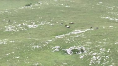 Vahşi Doğada Dörtnala Koşan Vahşi Atlar Sürüsünün Üzerindeki Destansı Hava Altın Saat Atlı Çiftleşme Ekolojik Keşif Gücü ve Dayanıklılık Konsepti 4K. Merhaba Kaliteli hisse