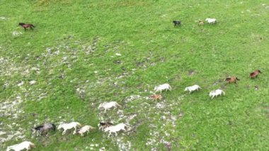 Vahşi Doğada Dörtnala Koşan Vahşi Atlar Sürüsünün Üzerindeki Destansı Hava Altın Saat Atlı Çiftleşme Ekolojik Keşif Gücü ve Dayanıklılık Konsepti 4K. Merhaba Kaliteli hisse