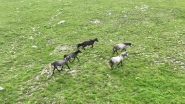 Vahşi Doğada Dörtnala Koşan Vahşi Atlar Sürüsünün Üzerindeki Destansı Hava Altın Saat Atlı Çiftleşme Ekolojik Keşif Gücü ve Dayanıklılık Konsepti 4K. Merhaba Kaliteli hisse