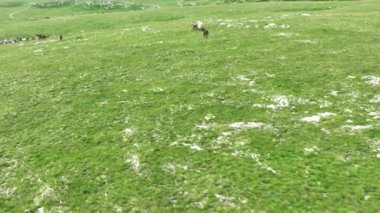 Vahşi Doğada Dörtnala Koşan Vahşi Atlar Sürüsünün Üzerindeki Destansı Hava Altın Saat Atlı Çiftleşme Ekolojik Keşif Gücü ve Dayanıklılık Konsepti 4K. Merhaba Kaliteli hisse