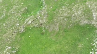 Vahşi Doğada Dörtnala Koşan Vahşi Atlar Sürüsünün Üzerindeki Destansı Hava Altın Saat Atlı Çiftleşme Ekolojik Keşif Gücü ve Dayanıklılık Konsepti 4K. Merhaba Kaliteli hisse