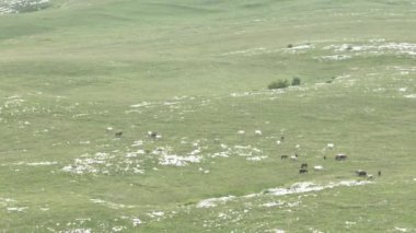 Vahşi Doğada Dörtnala Koşan Vahşi Atlar Sürüsünün Üzerindeki Destansı Hava Altın Saat Atlı Çiftleşme Ekolojik Keşif Gücü ve Dayanıklılık Konsepti 4K. Merhaba Kaliteli hisse