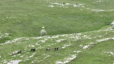 Vahşi Doğada Dörtnala Koşan Vahşi Atlar Sürüsünün Üzerindeki Destansı Hava Altın Saat Atlı Çiftleşme Ekolojik Keşif Gücü ve Dayanıklılık Konsepti 4K. Merhaba Kaliteli hisse