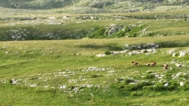 Vahşi Doğada Dörtnala Koşan Vahşi Atlar Sürüsünün Üzerindeki Destansı Hava Altın Saat Atlı Çiftleşme Ekolojik Keşif Gücü ve Dayanıklılık Konsepti 4K. Merhaba Kaliteli hisse