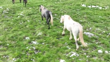 Vahşi Doğada Dörtnala Koşan Vahşi Atlar Sürüsünün Üzerindeki Destansı Hava Altın Saat Atlı Çiftleşme Ekolojik Keşif Gücü ve Dayanıklılık Konsepti 4K. Merhaba Kaliteli hisse