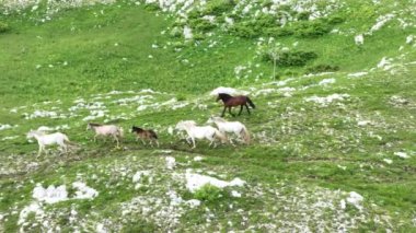 Vahşi Doğada Dörtnala Koşan Vahşi Atlar Sürüsünün Üzerindeki Destansı Hava Altın Saat Atlı Çiftleşme Ekolojik Keşif Gücü ve Dayanıklılık Konsepti 4K. Merhaba Kaliteli hisse