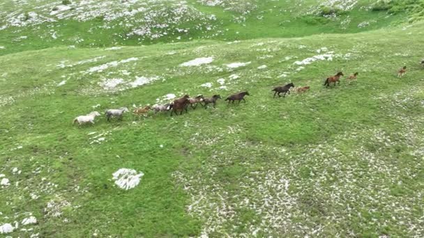 Epic Aerial Large Herd Wild Horses Running Galloping Wild Nature — Vídeo de Stock