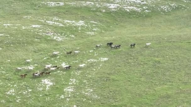 Epic Aerial Large Herd Wild Horses Running Galloping Wild Nature — Vídeo de Stock