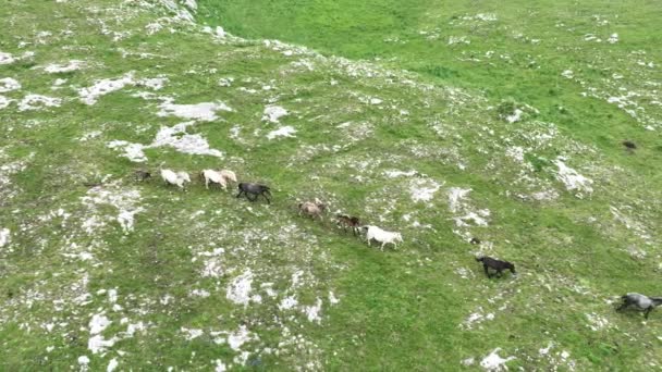 Epic Aerial Large Herd Wild Horses Running Galloping Wild Nature — Αρχείο Βίντεο