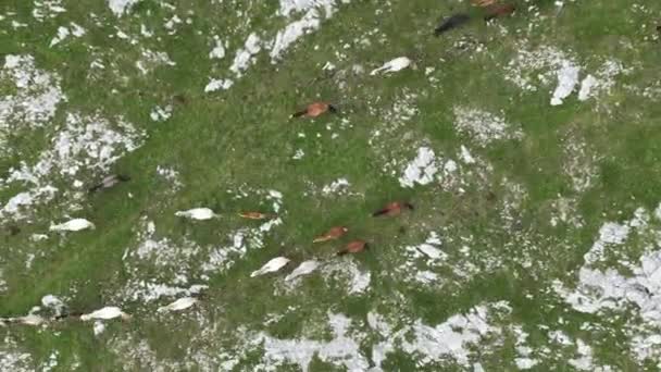 Epic Aerial Large Herd Wild Horses Running Galloping Wild Nature — Vídeo de stock