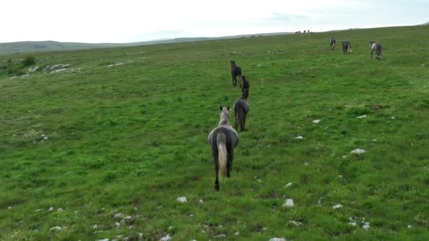 Epic Aerial Large Herd Wild Horses Running Galloping Wild Nature — Αρχείο Βίντεο