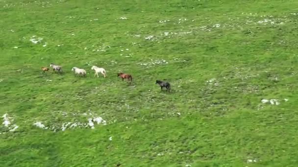 Vahşi Doğada Dörtnala Koşan Vahşi Atlar Sürüsünün Üzerindeki Destansı Hava — Stok video