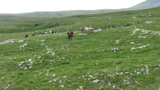 Epische Antenne Über Einer Großen Herde Von Wildpferden Die Galoppierend — Stockvideo